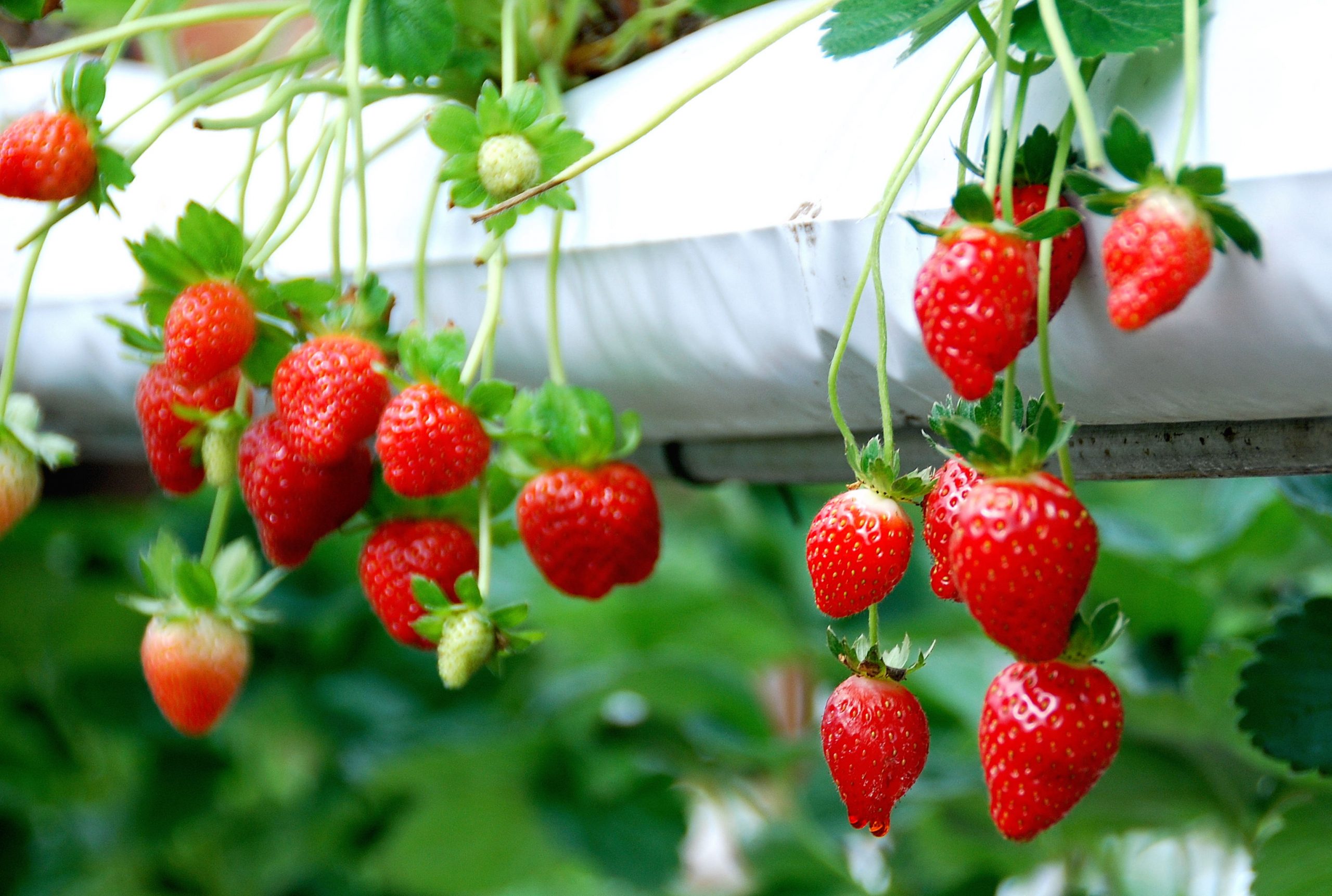 Genting Strawberry Leisure Farm